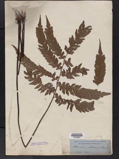 Adiantum
