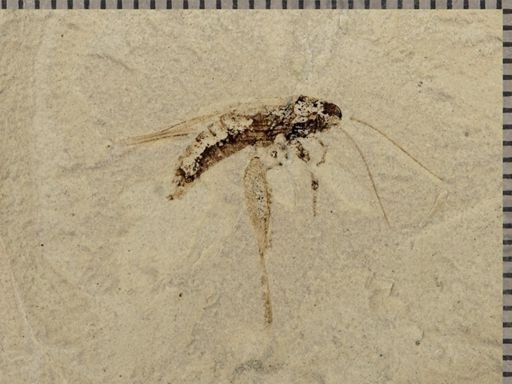 undet. Gryllidae