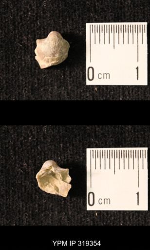 Ambocoelia planoconvexa