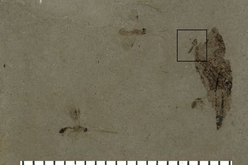 Diptera