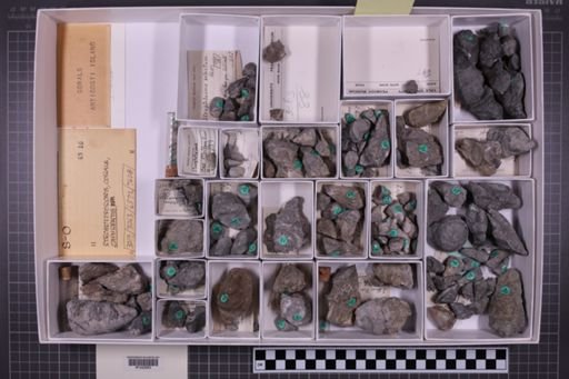 mixed taxa, stratigraphic collection