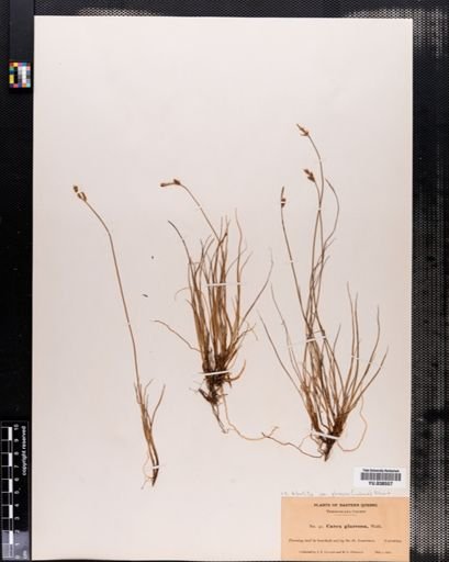 Carex
