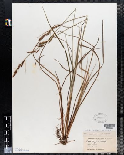 Carex buxbaumii