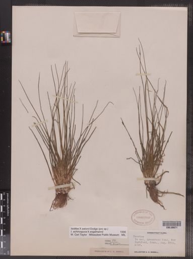 Isoetes