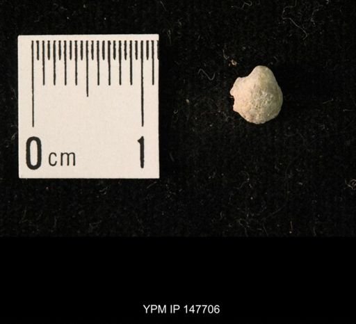 Ambocoelia planoconvexa