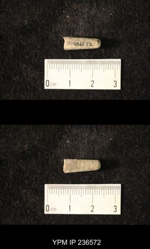 Pseudorthoceras knoxense