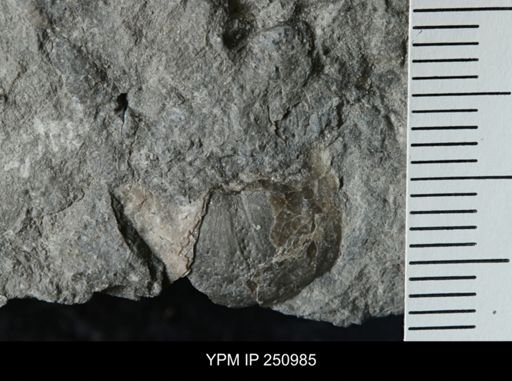 Pholidostrophia sp.