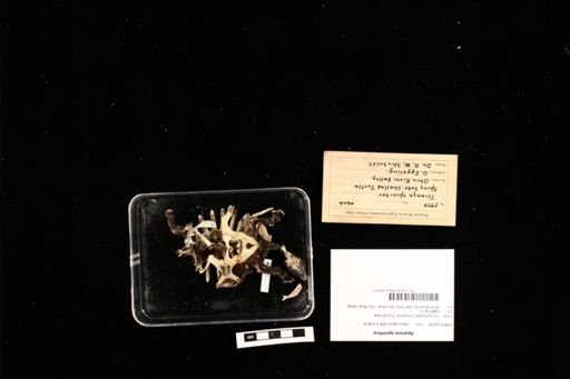 Apalone spinifera