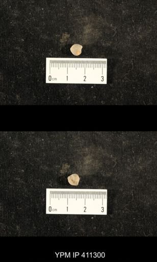 Euphemites carbonarius