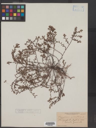 Polygonum aviculare