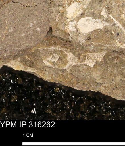 undet. Mollusca