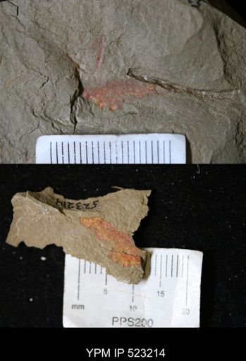 undet. Porifera