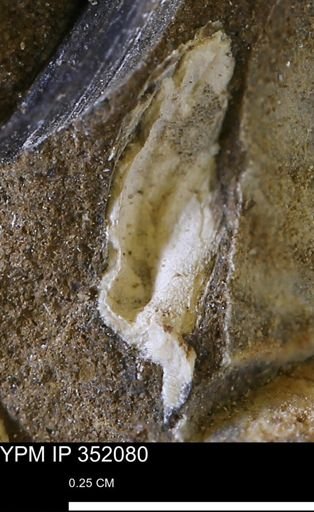 undet. Mollusca