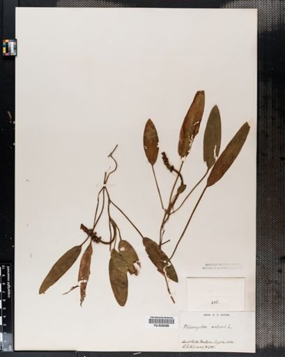 Potamogeton natans