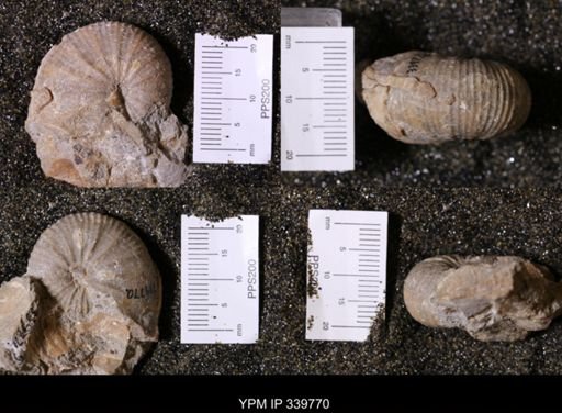 Scaphites whitfieldi