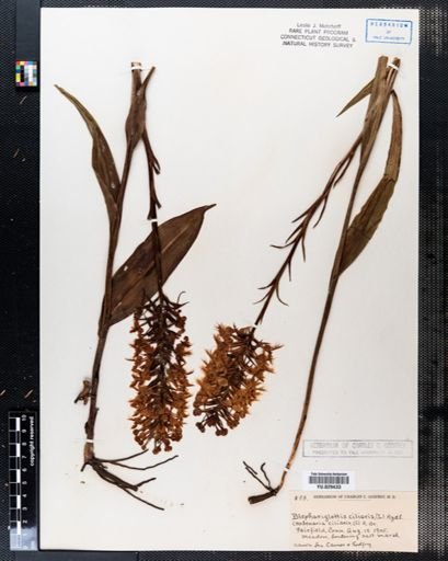 Habenaria ciliaris