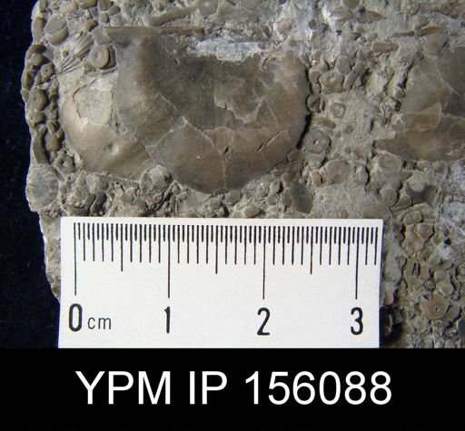 Strophoprion geniculatum