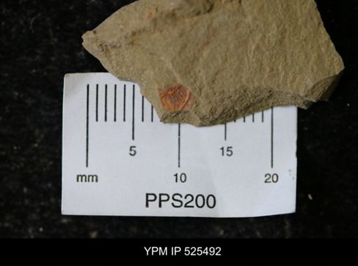 undet. Synziphosurina