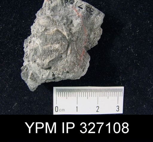 Derbyia sp.