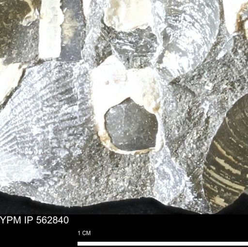 undet. Bivalvia