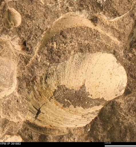Protocardia sp.