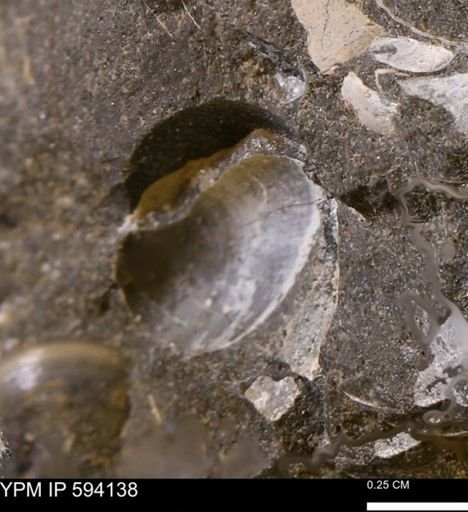 Limopsis? striatopunctatus
