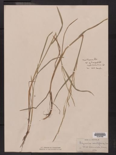 Glyceria acutiflora