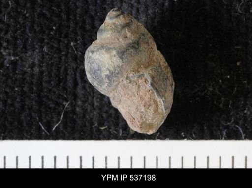 Viviparus montanaensis