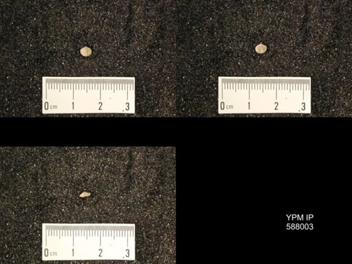 Zygospira modesta