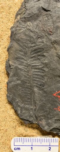 Pecopteris sp.