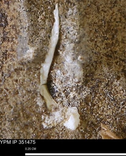 undet. Bivalvia