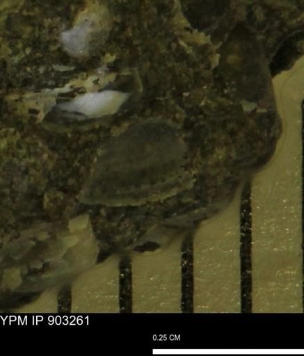 undet. Mollusca