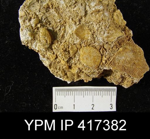 Leptocoelia flabellites; Schuchertella subplana and Anoplotheca planoconvexa on slab with