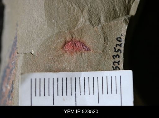 Chelicerata