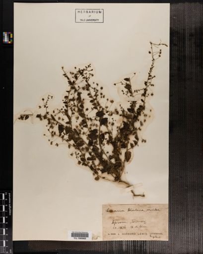 Plantae