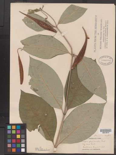 Asclepias exaltata