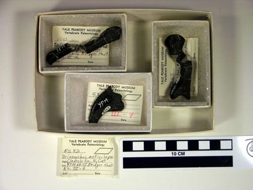 Deinonychus antirrhopus