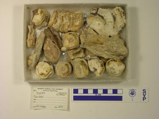 undet. Actinopterygii