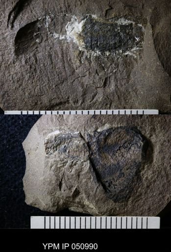 Anthracaris gracilis