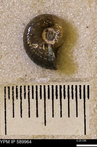 undet. Scaphitidae