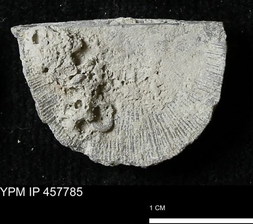 Strophodonta sp.