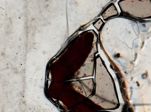 Latocestus whartoni