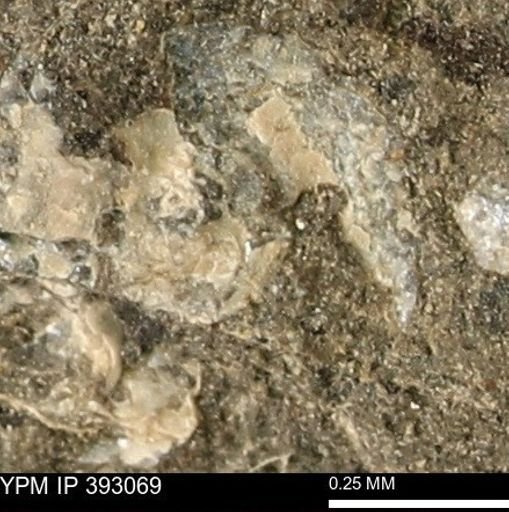 Scaphites sp.