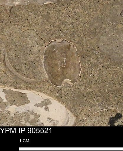 undet. Brachyura