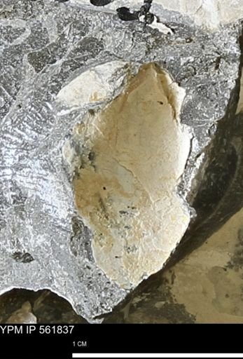 undet. Bivalvia
