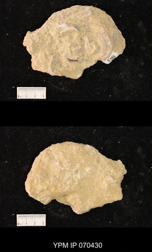 Heliolites nucella