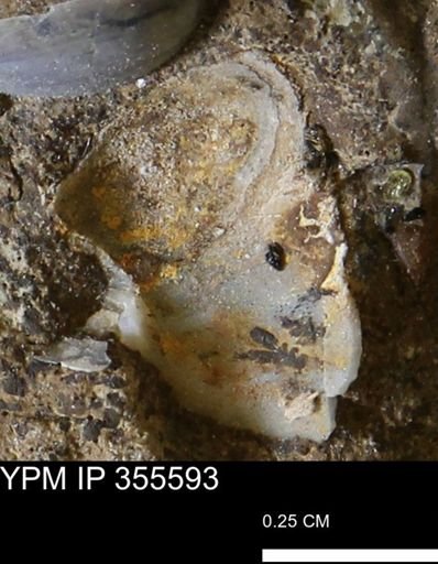 undet. Mollusca