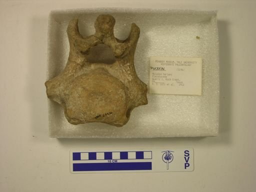 Mylodon harlani