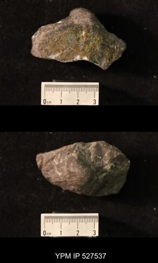 Pustula sp.