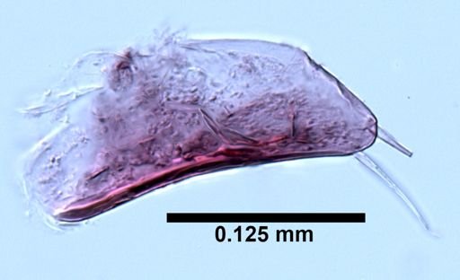 Hyalella cf. azteca